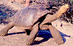 a large and majestic tortoise in the sunshine